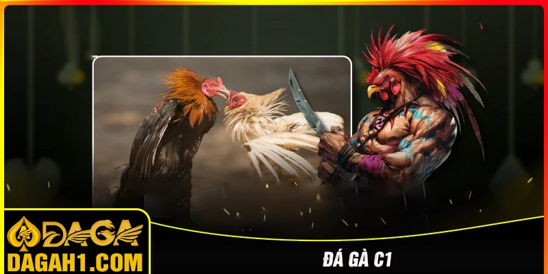 Đá gà C1
