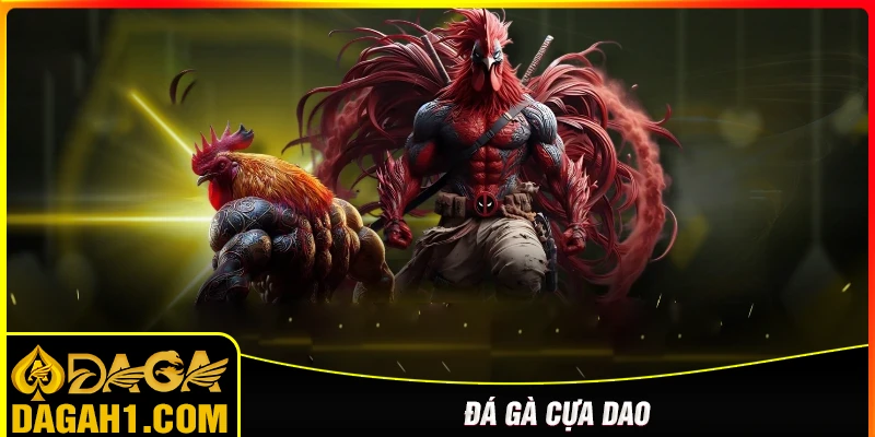 Đá gà cựa dao