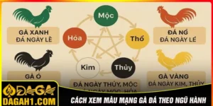 Cách xem màu mạng gà đá theo ngũ hành