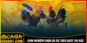 kinh nghiệm chọn gà đá theo ngày thi đấu