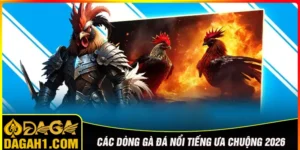 Các dòng gà đá nổi tiếng được ưa chuộng
