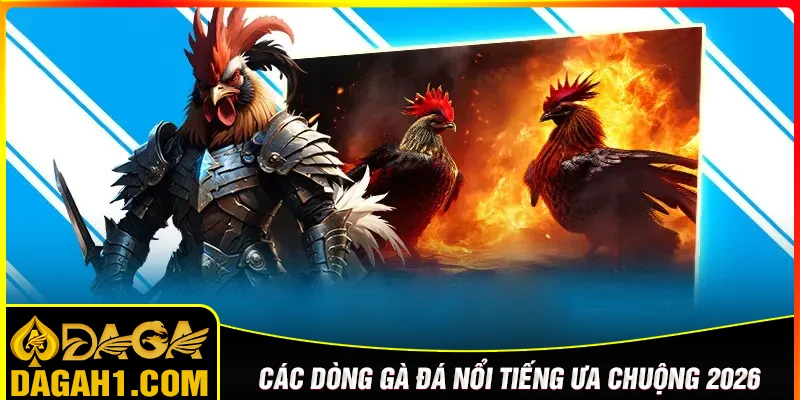Các dòng gà đá nổi tiếng được ưa chuộng