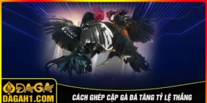 cách ghép cặp gà đá để tăng tỷ lệ thắng