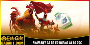Cách phân biệt gà đá bo ngang và bo dọc