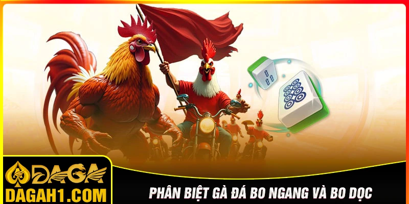 Cách phân biệt gà đá bo ngang và bo dọc