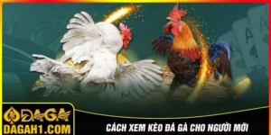 Cách xem kèo đá gà cho người mới chơi