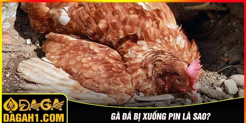 Gà đá bị xuống pin là như thế nào? Nguyên nhân phổ biến