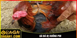 gà đá bị xuống pin xử lý như thế nào