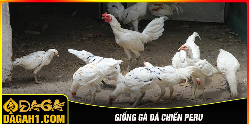Gà Peru - Chiến binh máu lửa top đầu