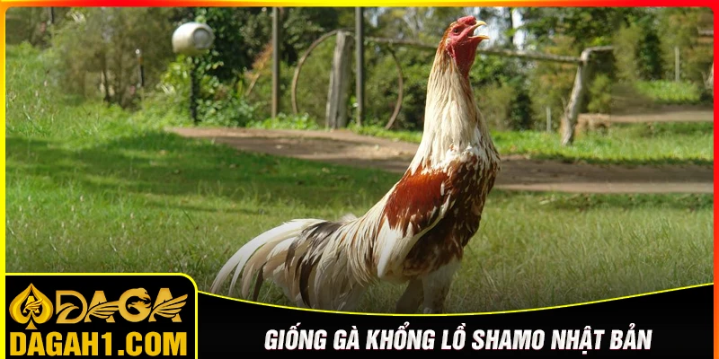 Gà Shamo - Khổng lồ từ Nhật Bản hung hãn