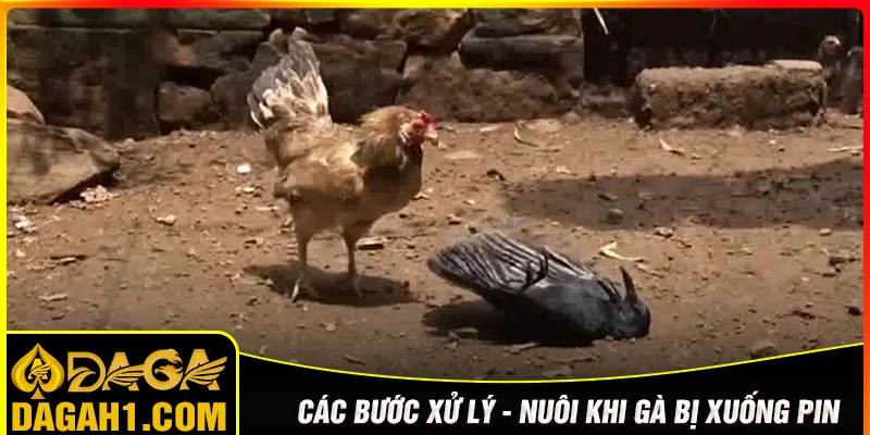 Hướng dẫn các bước nuôi gà đến pin từ chuyên gia