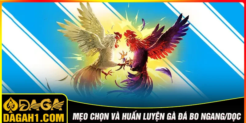 Mẹo chọn và huấn luyện gà bo ngang/bo dọc hiệu quả