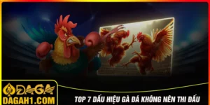 Dấu hiệu gà đá không nên mang đi thi đấu