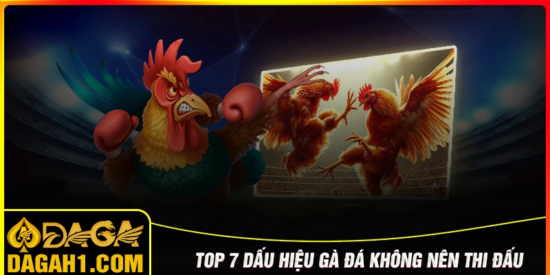 Dấu hiệu gà đá không nên mang đi thi đấu